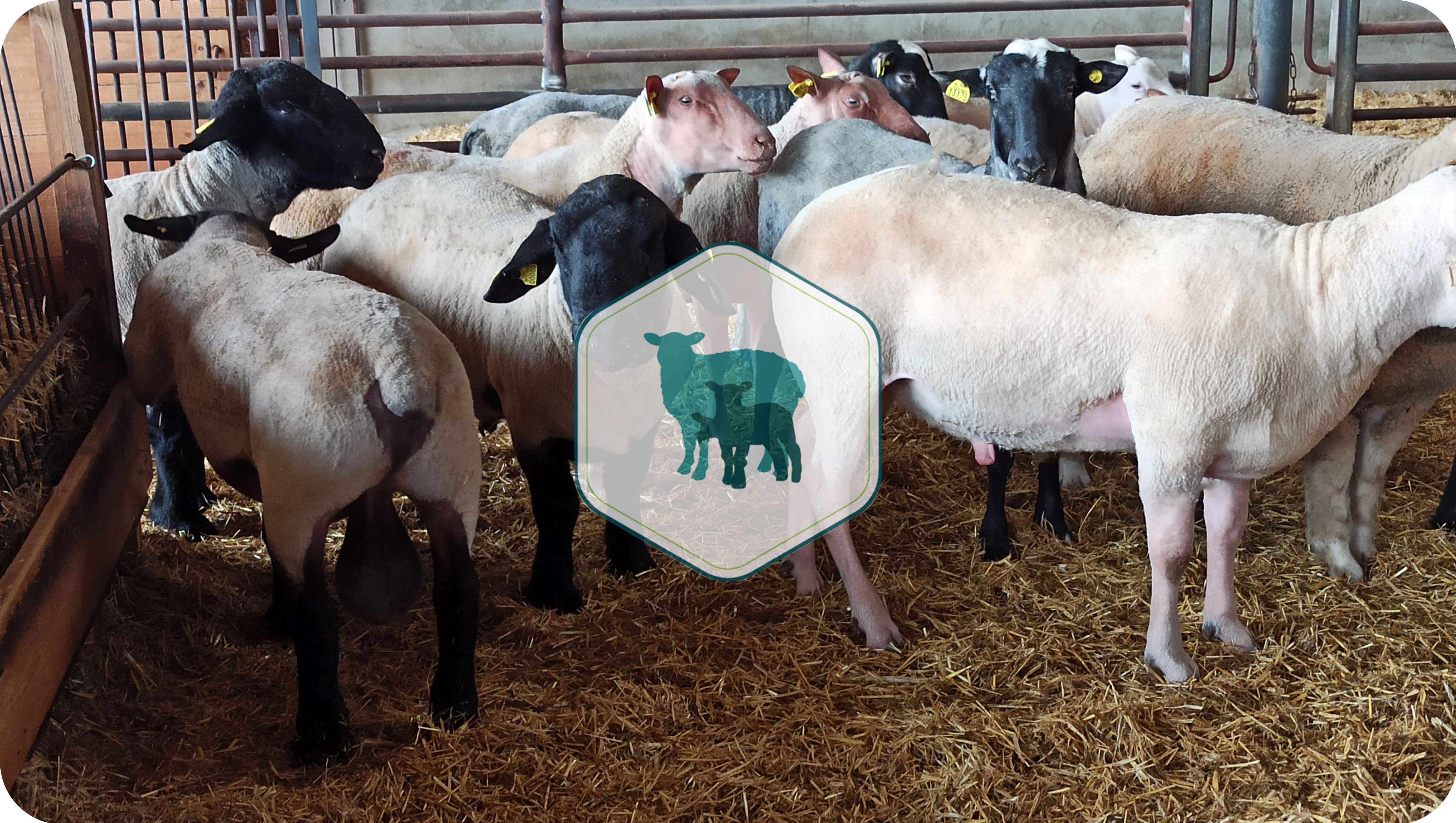 A TOOL FOR SHEEP GENETICS